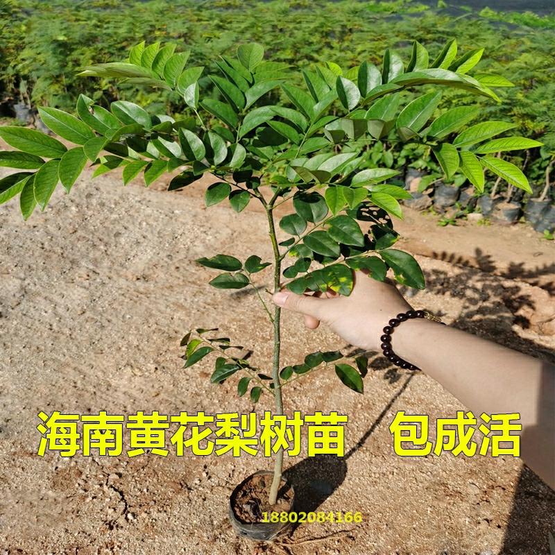 Plantor | Hainan Huanghuali Trädplantor, Värdefulla Växter, Huanghuali Träplantor, Ständigt Gröna, Aromatiska Träslag, Äkta Och Sällsynta Växter. Plantor Plantor