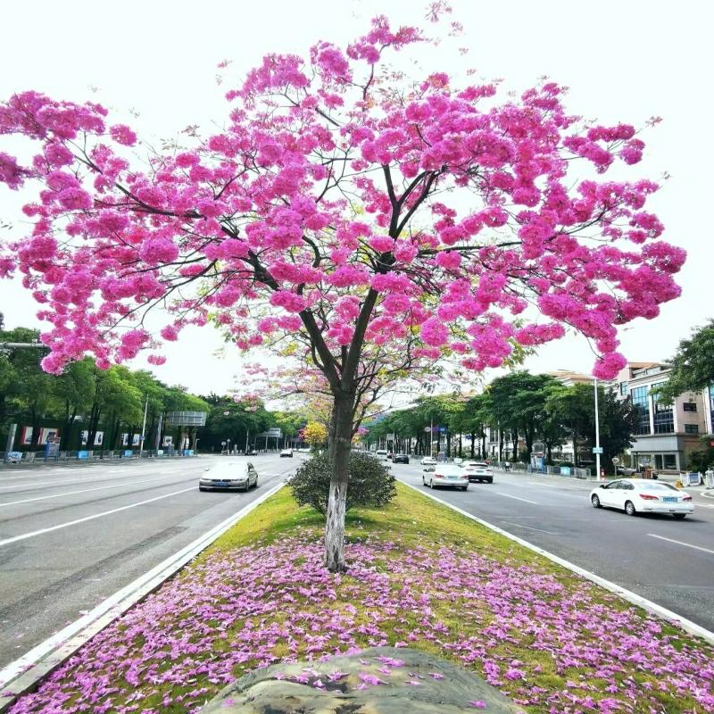 Plantor | Kalla Härdiga Brasilianska Gula Blommande Trädgårdsträd, Magenta Lila Blommor För Villor Och Skolor, Gatumiljö Och Grönskande Plantor. Plantor Plantor