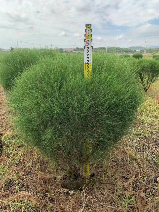 Plantor | Myrtenträdplantor, Myrtenträdsbollar, Gröna Anläggningsplantor, Krukväxter Som Är Ständigt Gröna Året Runt. Plantor Plantor