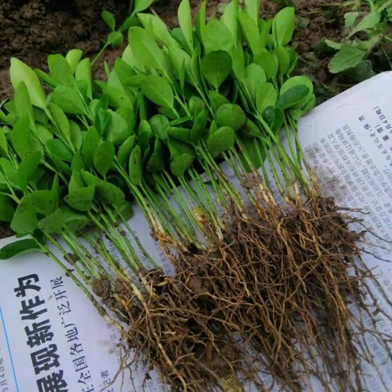 Plantor | Röd Apelsinplantor, Små Röd Apelsinplantor, Navelapelsin, Guangdong Röd Apelsin, Bakverk, Grafting Underlag, Fuktighetsbevarande, Frakt 5 Gratis Frakt. Plantor Plantor